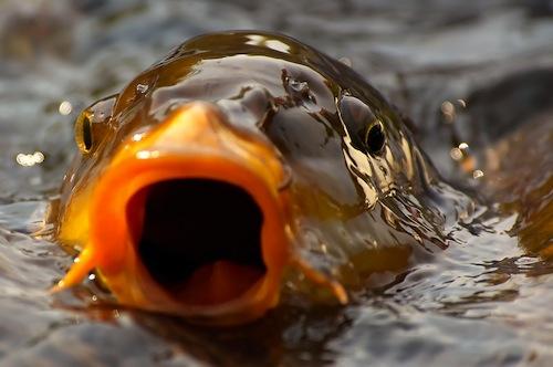 crapi - carp-500.jpg